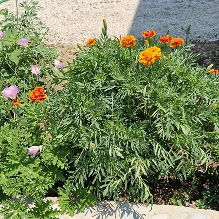 Willa Oceanfront Oasis *