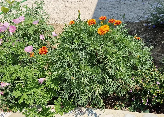 Villa Oceanfront Oasis *